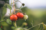 如何科学地种植优质西红柿 | 西红柿种植技术