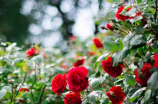 【百日蔷薇】-美丽与坚毅并存的花卉