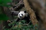 大熊猫(大熊猫：中国的珍稀物种)