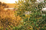 了解油橄榄的种植和使用方法